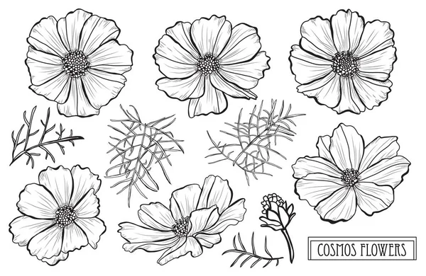 Dekorative Kosmos Blumen Gesetzt Gestaltungselemente Kann Für Karten Einladungen Banner — Stockvektor