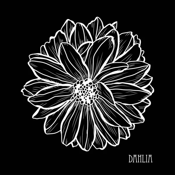Dekoratif Dahlia Çiçekler Tasarım Öğeleri Tasarımını Yazdırma Kartları Davetiyeleri Afişler — Stok Vektör