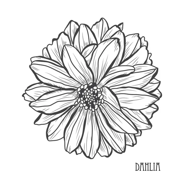 Flores Decorativas Dalia Elementos Diseño Puede Utilizar Para Tarjetas Invitaciones — Vector de stock