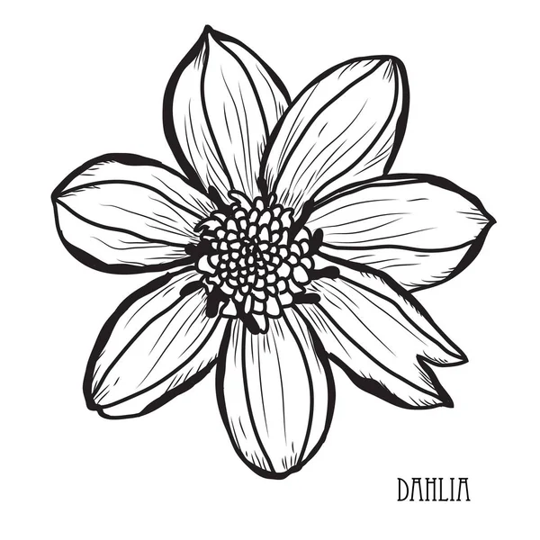 Decoratieve Dahlia Bloemen Designelementen Kan Worden Gebruikt Voor Kaarten Uitnodigingen — Stockvector