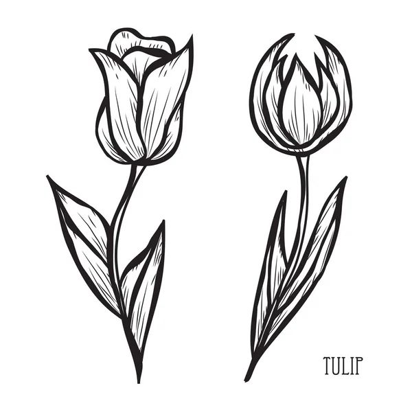 Fiori Tulipano Decorativi Elementi Design Può Essere Utilizzato Carte Inviti — Vettoriale Stock