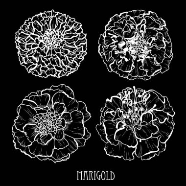 Dekoratif kadife çiçeği çiçek ayarla, tasarım öğeleri. Tasarımını yazdırma, kartları, davetiyeleri, afişler, posterler için kullanılabilir. Çiçek arka planda satır sanat tarzı