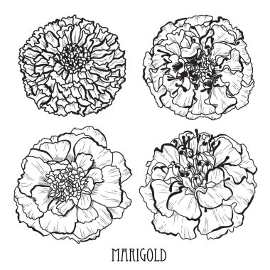 Dekoratif kadife çiçeği çiçek ayarla, tasarım öğeleri. Tasarımını yazdırma, kartları, davetiyeleri, afişler, posterler için kullanılabilir. Çiçek arka planda satır sanat tarzı