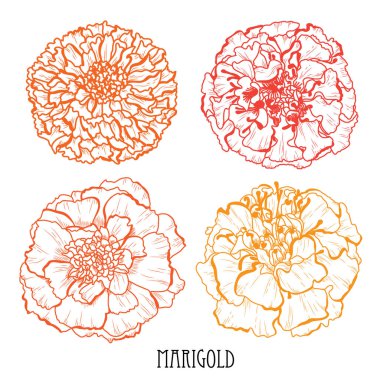 Dekoratif kadife çiçeği çiçek ayarla, tasarım öğeleri. Tasarımını yazdırma, kartları, davetiyeleri, afişler, posterler için kullanılabilir. Çiçek arka planda satır sanat tarzı