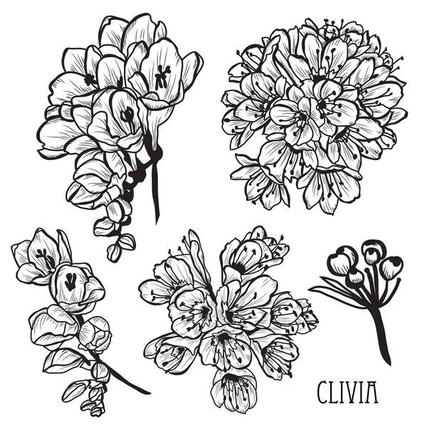Λουλούδια Διακοσμητικά Clivia Λίλυ Μπους Που Σχεδιαστικά Στοιχεία Μπορεί Χρησιμοποιηθεί — Διανυσματικό Αρχείο