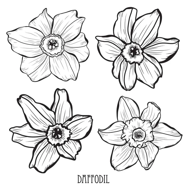 Daffodil Decorativo Narciso Conjunto Flores Elementos Design Pode Ser Usado —  Vetores de Stock