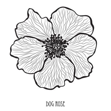 Dekoratif köpek gül çiçek, tasarım öğesi. Tasarımını yazdırma, kartları, davetiyeleri, afişler, posterler için kullanılabilir. Çiçek arka planda satır sanat tarzı