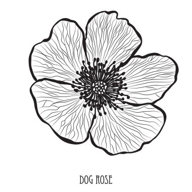 Dekoratif köpek gül çiçek, tasarım öğesi. Tasarımını yazdırma, kartları, davetiyeleri, afişler, posterler için kullanılabilir. Çiçek arka planda satır sanat tarzı