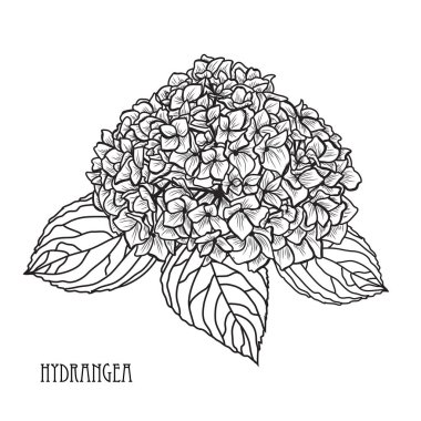 Dekoratif ortanca çiçek, tasarım öğeleri. Tasarımını yazdırma, kartları, davetiyeleri, afişler, posterler için kullanılabilir. Çiçek arka planda satır sanat tarzı