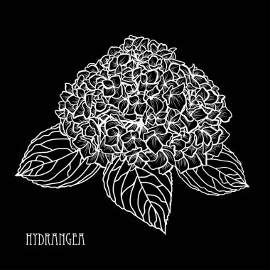 Dekoratif ortanca çiçek, tasarım öğeleri. Tasarımını yazdırma, kartları, davetiyeleri, afişler, posterler için kullanılabilir. Çiçek arka planda satır sanat tarzı