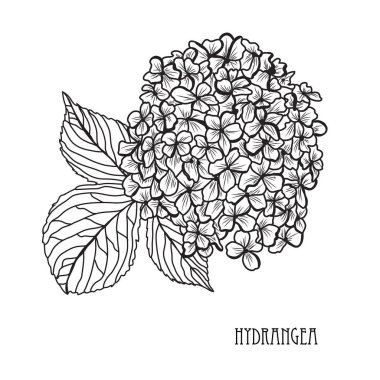 Dekoratif ortanca çiçek, tasarım öğeleri. Tasarımını yazdırma, kartları, davetiyeleri, afişler, posterler için kullanılabilir. Çiçek arka planda satır sanat tarzı