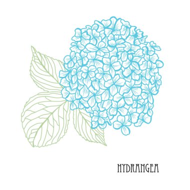 Dekoratif ortanca çiçek, tasarım öğeleri. Tasarımını yazdırma, kartları, davetiyeleri, afişler, posterler için kullanılabilir. Çiçek arka planda satır sanat tarzı