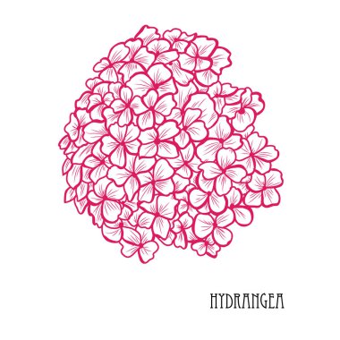 Dekoratif ortanca çiçek, tasarım öğeleri. Tasarımını yazdırma, kartları, davetiyeleri, afişler, posterler için kullanılabilir. Çiçek arka planda satır sanat tarzı