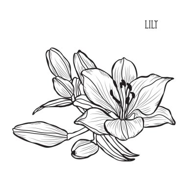 Dekoratif lily çiçekler, tasarım öğeleri. Tasarımını yazdırma, kartları, davetiyeleri, afişler, posterler için kullanılabilir. Çiçek arka planda satır sanat tarzı