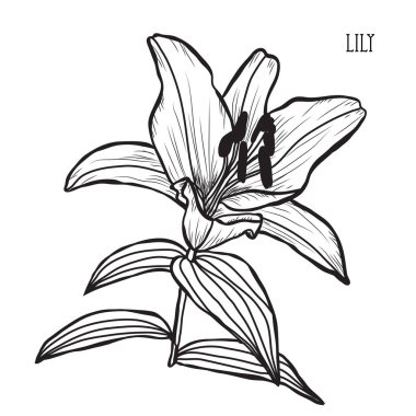 Dekoratif lily çiçekler, tasarım öğeleri. Tasarımını yazdırma, kartları, davetiyeleri, afişler, posterler için kullanılabilir. Çiçek arka planda satır sanat tarzı