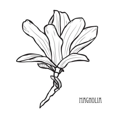 Dekoratif Manolya çiçek, tasarım öğeleri. Tasarımını yazdırma, kartları, davetiyeleri, afişler, posterler için kullanılabilir. Çiçek arka planda satır sanat tarzı