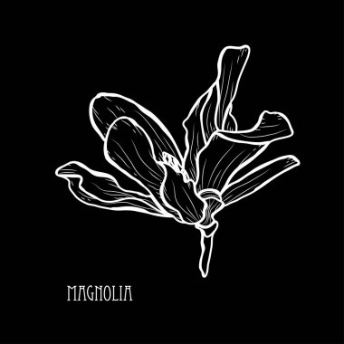 Dekoratif Manolya çiçek, tasarım öğeleri. Tasarımını yazdırma, kartları, davetiyeleri, afişler, posterler için kullanılabilir. Çiçek arka planda satır sanat tarzı