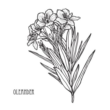 Dekoratif zakkum çiçekleri, tasarım öğeleri. Tasarımını yazdırma, kartları, davetiyeleri, afişler, posterler için kullanılabilir. Çiçek arka planda satır sanat tarzı