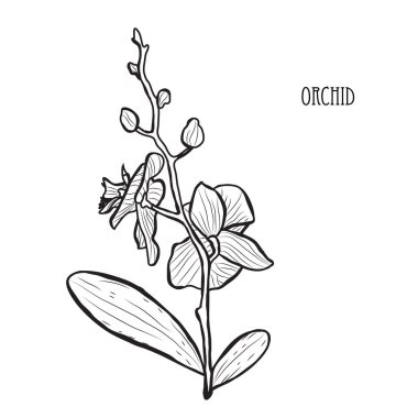Dekoratif orkide çiçekleri, tasarım öğeleri. Tasarımını yazdırma, kartları, davetiyeleri, afişler, posterler için kullanılabilir. Çiçek arka planda satır sanat tarzı