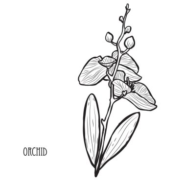 Dekoratif orkide çiçekleri, tasarım öğeleri. Tasarımını yazdırma, kartları, davetiyeleri, afişler, posterler için kullanılabilir. Çiçek arka planda satır sanat tarzı