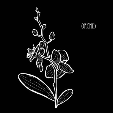 Dekoratif orkide çiçekleri, tasarım öğeleri. Tasarımını yazdırma, kartları, davetiyeleri, afişler, posterler için kullanılabilir. Çiçek arka planda satır sanat tarzı