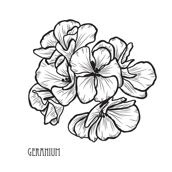 装饰天竺葵花 设计元素 可用于卡片 打印设计 花卉背景的线条艺术风格 — 图库矢量图片