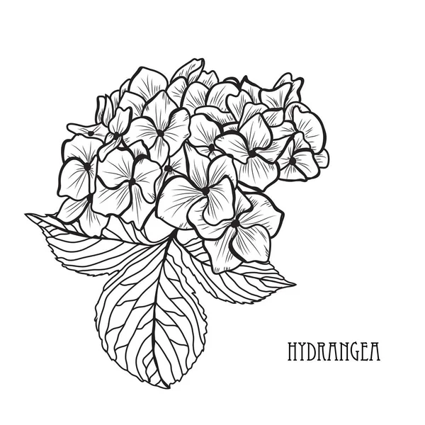 Decorative hydrangea  flowers, design elements. Can be used for cards, invitations, banners, posters, print design. Floral background in line art style