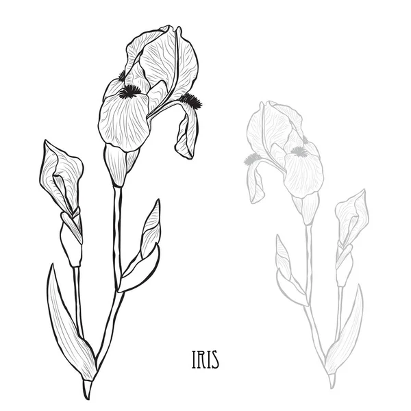 Kwiaty Dekoracyjne Iris Elementy Projektu Mogą Być Używane Dla Karty — Wektor stockowy