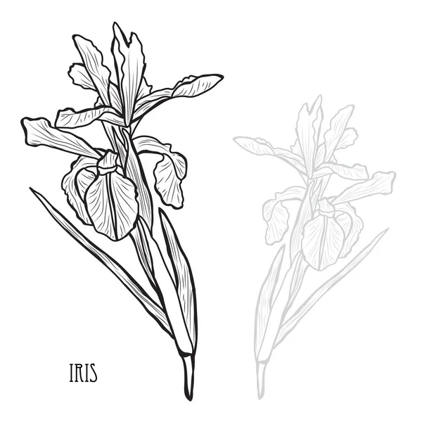 Fleurs Iris Décoratives Éléments Design Peut Être Utilisé Pour Les — Image vectorielle