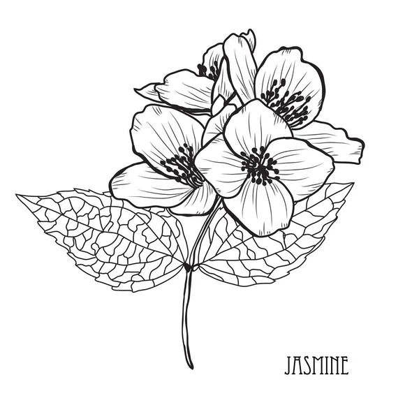 Διακοσμητικά Λουλούδια Γιασεμί Στοιχεία Σχεδιασμού Μπορεί Χρησιμοποιηθεί Για Κάρτες Προσκλήσεις — Διανυσματικό Αρχείο