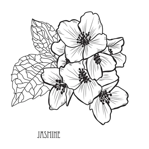 Διακοσμητικά Λουλούδια Γιασεμί Στοιχεία Σχεδιασμού Μπορεί Χρησιμοποιηθεί Για Κάρτες Προσκλήσεις — Διανυσματικό Αρχείο