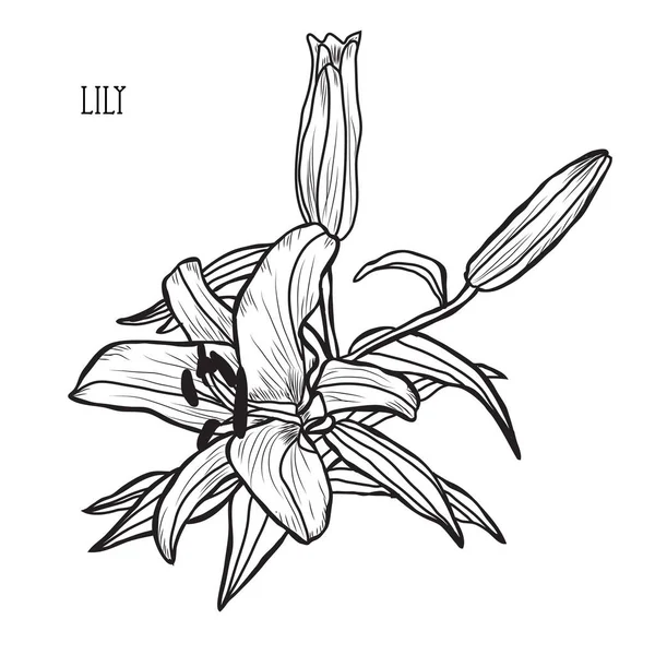 Flores Lirio Decorativas Elementos Diseño Puede Utilizar Para Tarjetas Invitaciones — Archivo Imágenes Vectoriales