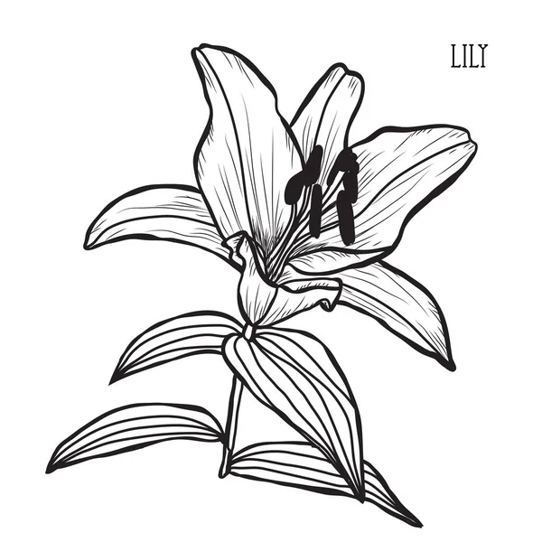 Dekoratif Lily Çiçekler Tasarım Öğeleri Tasarımını Yazdırma Kartları Davetiyeleri Afişler — Stok Vektör