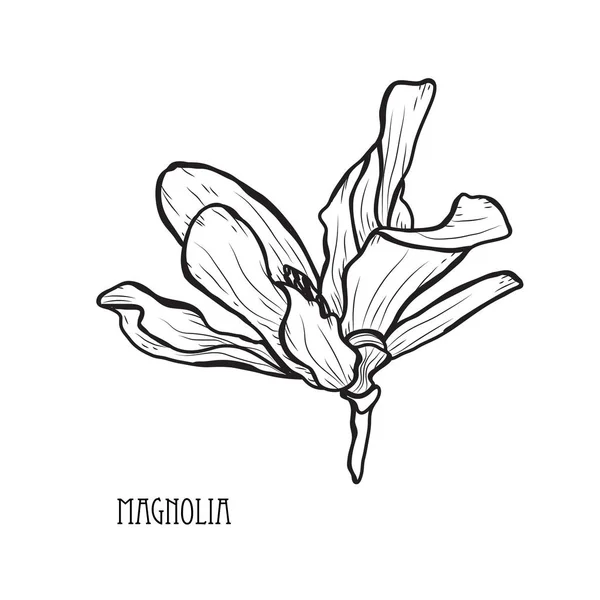 Fleurs Magnolia Décoratives Éléments Design Peut Être Utilisé Pour Les — Image vectorielle