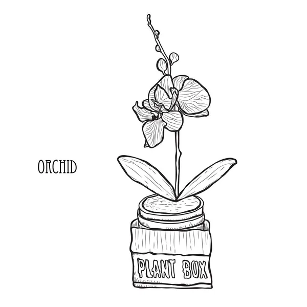 Dekorativní Květy Orchidejí Designovými Prvky Lze Použít Pro Karty Pozvánky — Stockový vektor