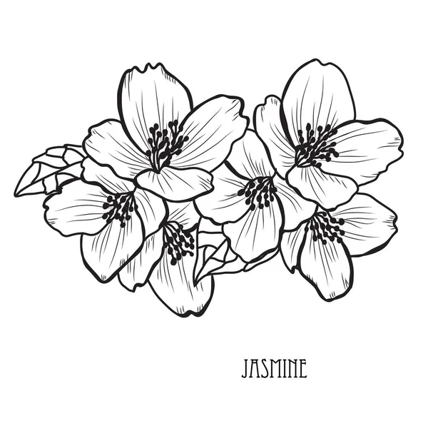 1,160 Ilustrações de Flores de jasmim | Depositphotos®
