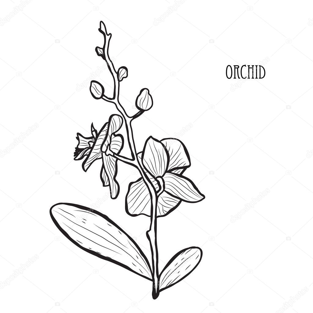 Decorative orchid flowers, design elements. Can be used for cards, invitations, banners, posters, print design. Floral background in line art style