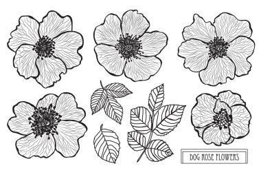 Dekoratif köpek gül çiçek ayarla, tasarım öğeleri. Tasarımını yazdırma, kartları, davetiyeleri, afişler, posterler için kullanılabilir. Çiçek arka planda satır sanat tarzı