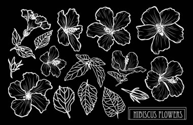 Dekoratif hibiscus çiçek ayarla, tasarım öğeleri. Tasarımını yazdırma, kartları, davetiyeleri, afişler, posterler için kullanılabilir. Çiçek arka planda satır sanat tarzı