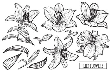 Dekoratif lily çiçekler ayarla, tasarım öğeleri. Tasarımını yazdırma, kartları, davetiyeleri, afişler, posterler için kullanılabilir. Çiçek arka planda satır sanat tarzı