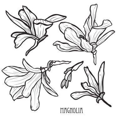 Dekoratif Manolya çiçek ayarla, tasarım öğeleri. Tasarımını yazdırma, kartları, davetiyeleri, afişler, posterler için kullanılabilir. Çiçek arka planda satır sanat tarzı