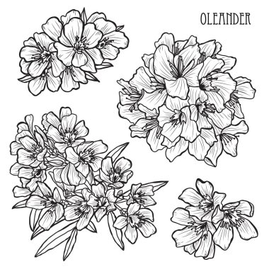 Decorative oleander flowers set, design elements. Can be used for cards, invitations, banners, posters, print design. Floral background in line art style clipart