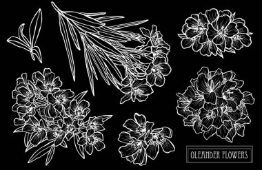 Decorative oleander flowers set, design elements. Can be used for cards, invitations, banners, posters, print design. Floral background in line art style clipart