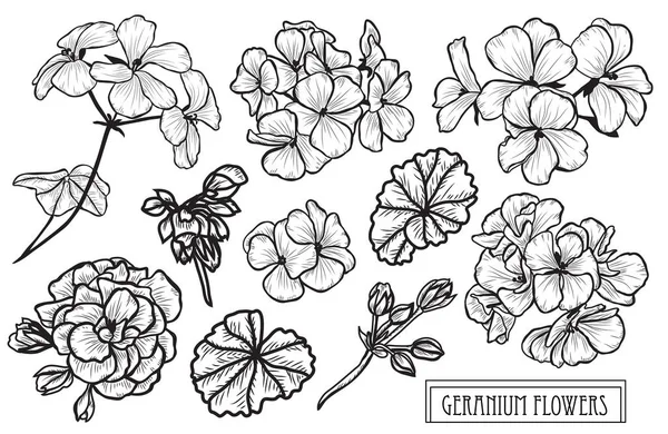 装饰天竺葵花集 设计元素 可用于卡片 打印设计 花卉背景的线条艺术风格 — 图库矢量图片