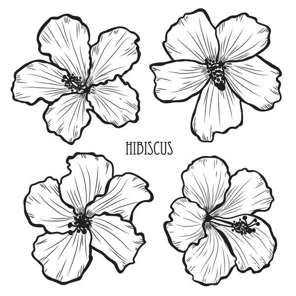 Set Flores Decorativas Hibisco Elementos Diseño Puede Utilizar Para Tarjetas — Archivo Imágenes Vectoriales