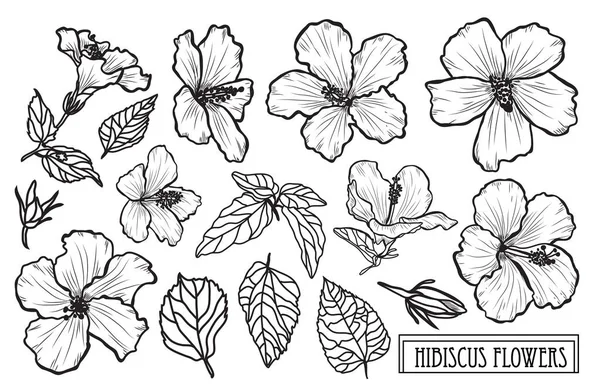 Διακοσμητικά Hibiscus Λουλούδια Που Σχεδιαστικά Στοιχεία Μπορεί Χρησιμοποιηθεί Για Κάρτες — Διανυσματικό Αρχείο