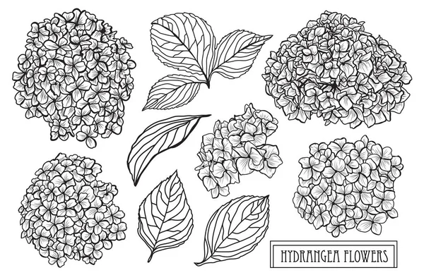 Set Decorativo Flores Hortensias Elementos Diseño Puede Utilizar Para Tarjetas — Vector de stock