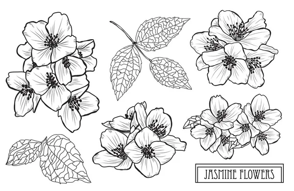 装饰茉莉花集 设计元素 可用于卡片 邀请函 平面设计 线条艺术风格的花卉背景 — 图库矢量图片