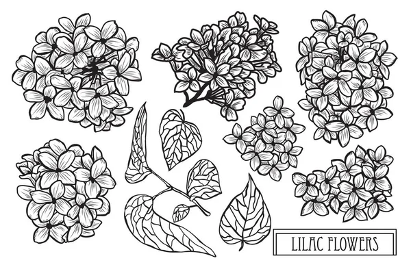 装饰丁香花集 设计元素 可用于卡片 打印设计 花卉背景的线条艺术风格 — 图库矢量图片