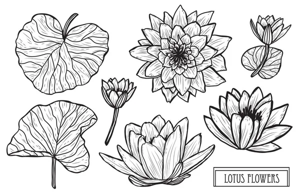 Set Decorativo Flores Loto Elementos Diseño Puede Utilizar Para Tarjetas — Vector de stock